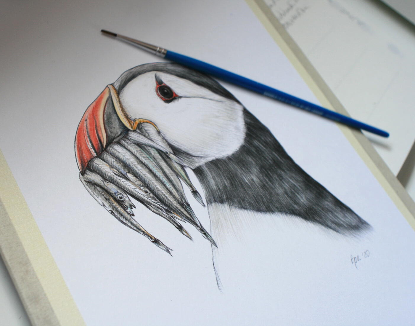Atlantic puffin, original wildlife illustration by Aga Grandowicz.