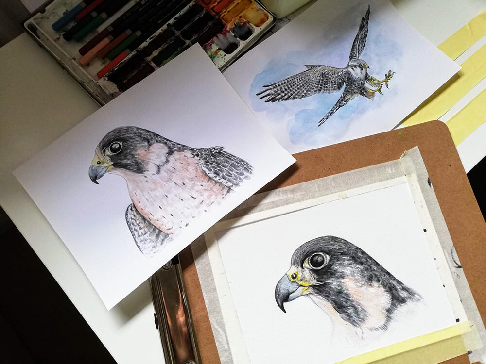 Peregrine falcons – original artwork by Aga Grandowicz