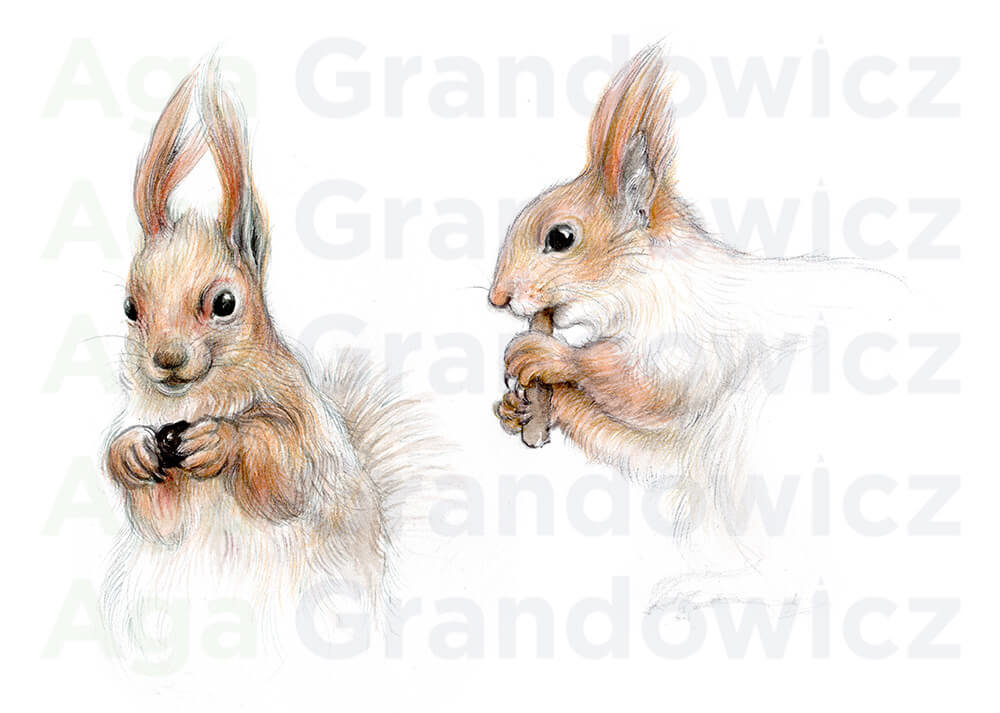 Two red squirrels – original artwork by Aga Grandowicz – close-up