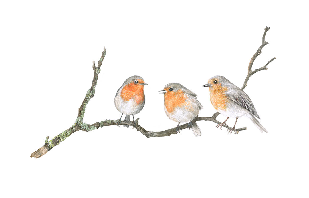 THREE ROBINS ON A BRANCH – A4 AND A4 ART PRINTS by Aga Grandowicz.