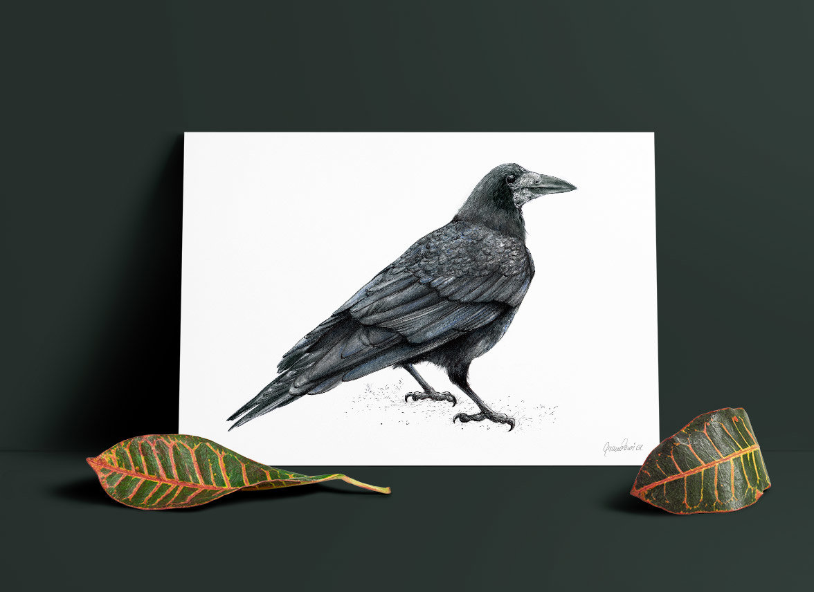 Rook-wildlife-illustration-by-Aga-Grandowicz-A4.