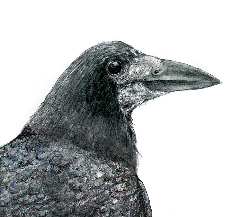 Rook-wildlife-illustration-by-Aga-Grandowicz-close-up