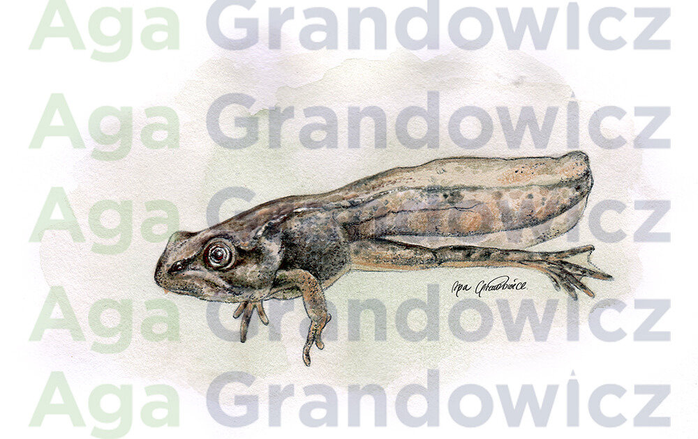 Tadpole of a Common frog – original artwork by Aga Grandowicz – close-up.