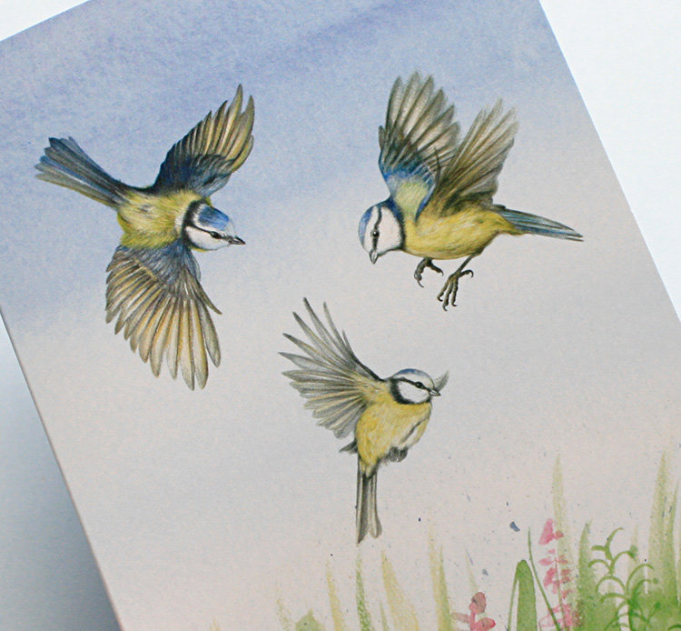 A6 CARD – three blue tits – close-up.