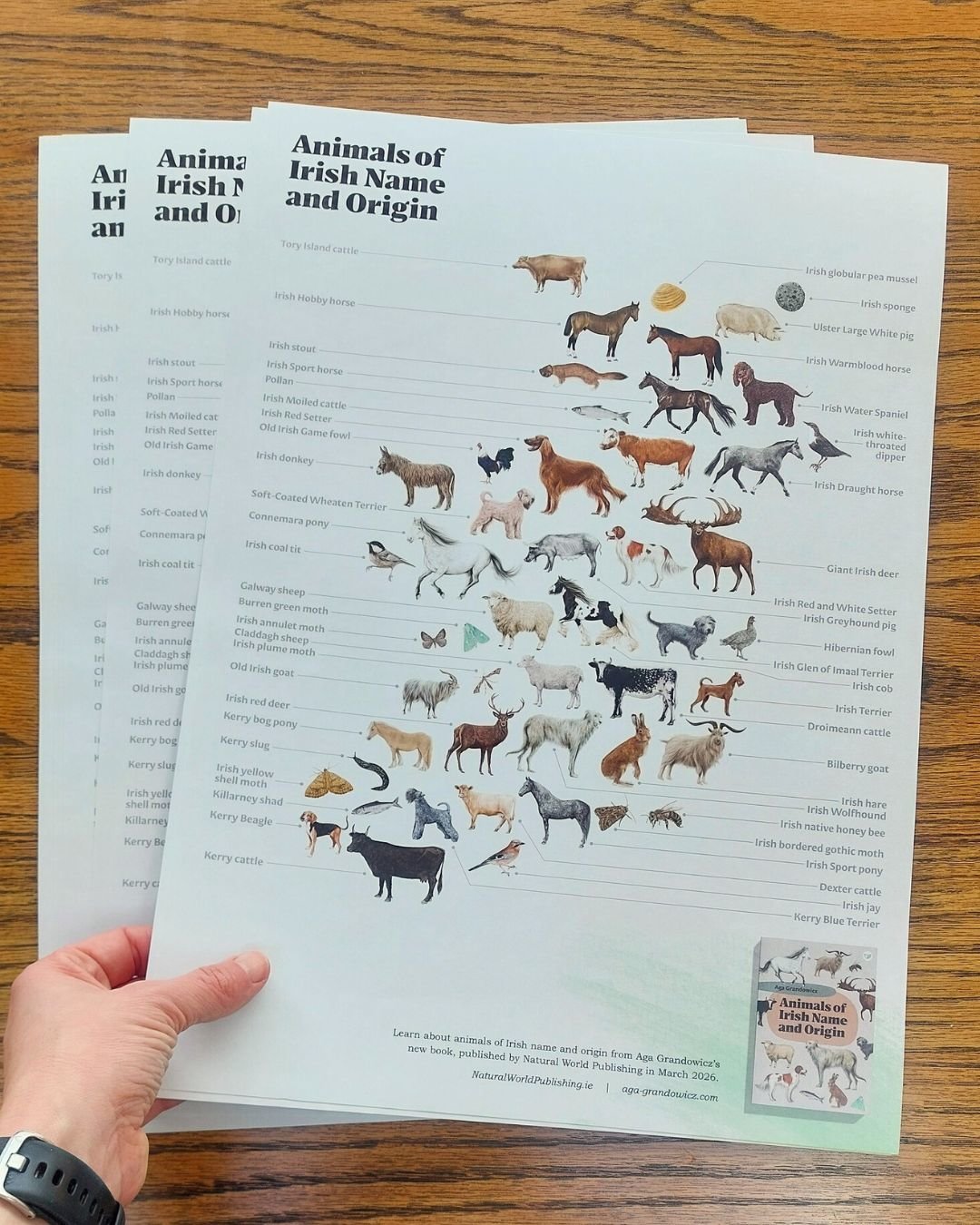 Animals of Irish Name and Origin – A3 poster