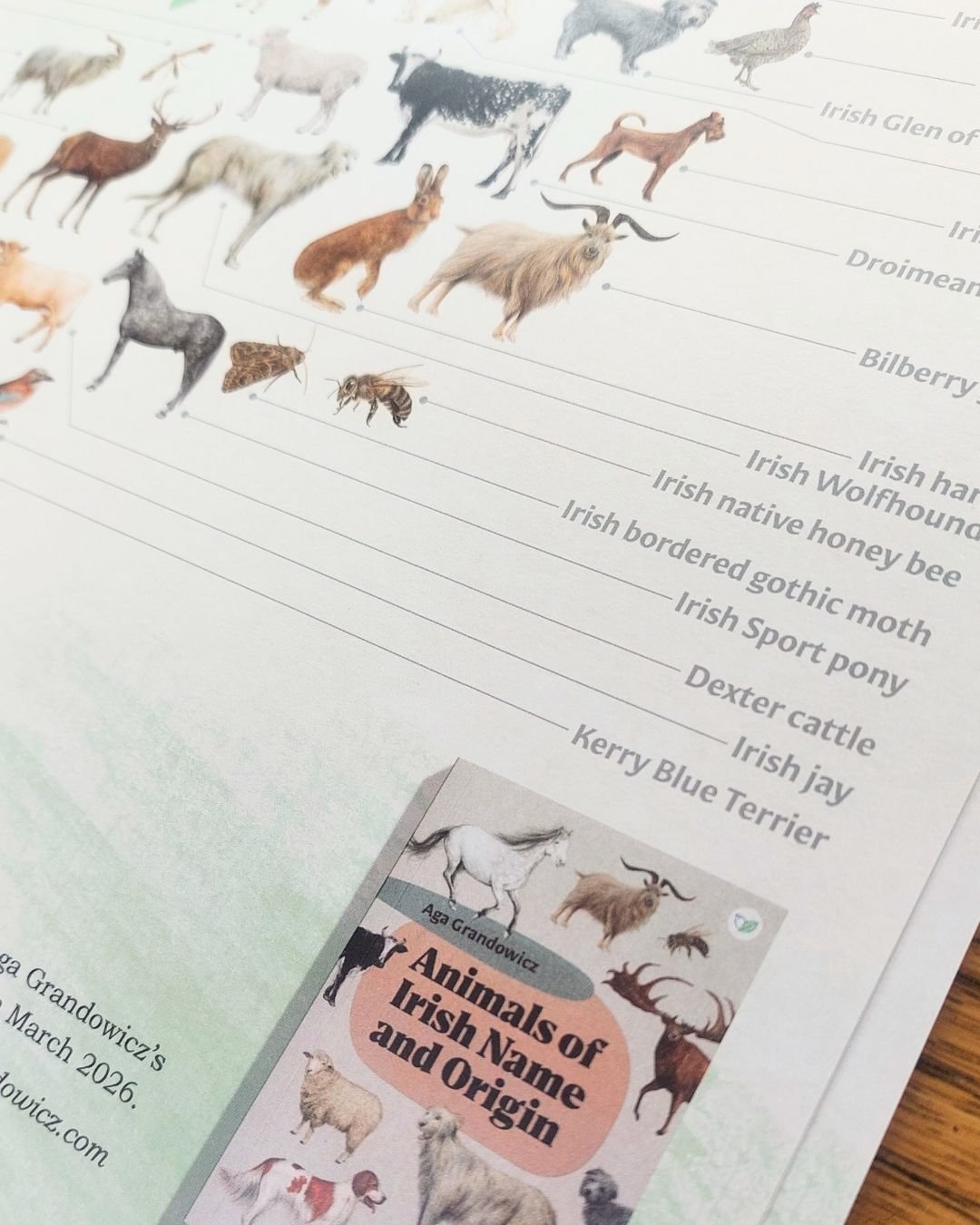 Animals of Irish Name and Origin – A3 poster