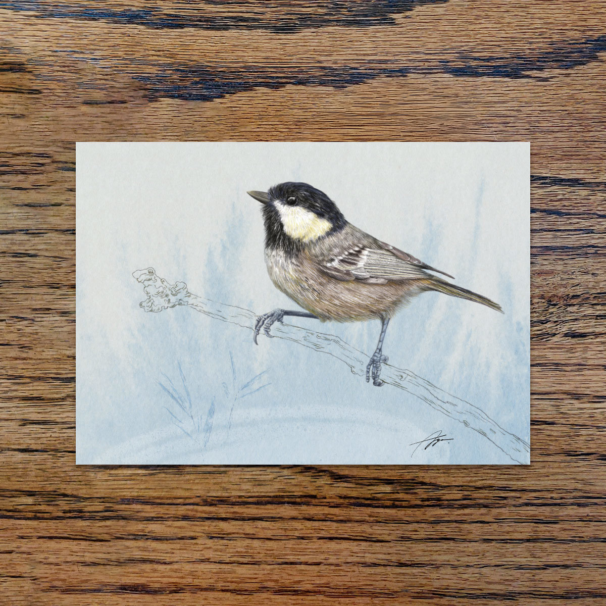 Irish coal tit, A6 CARD
