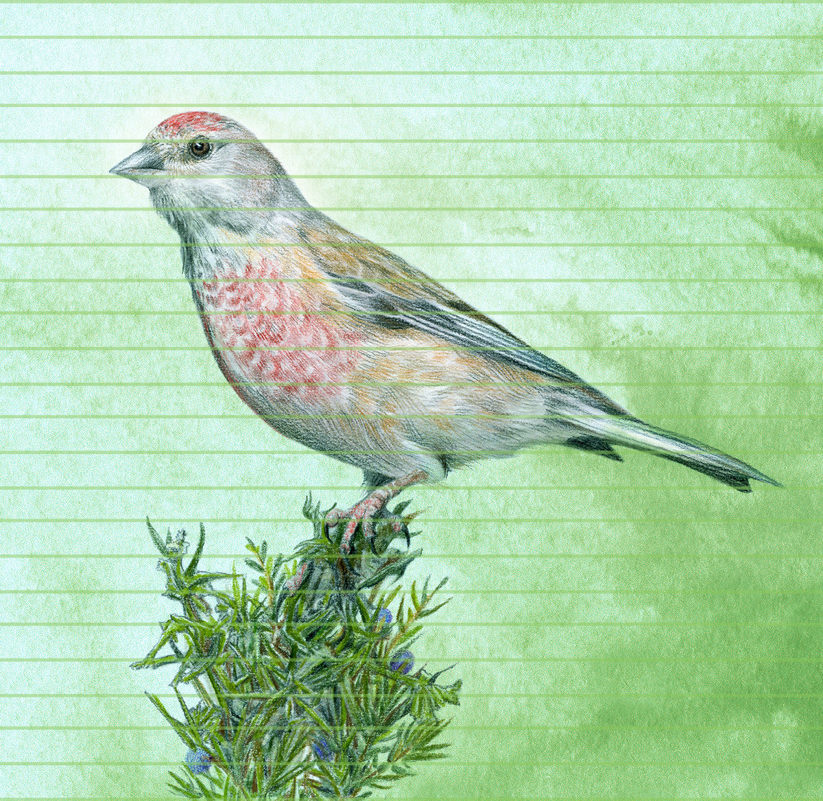 Common Linnet – A4 Art Print
