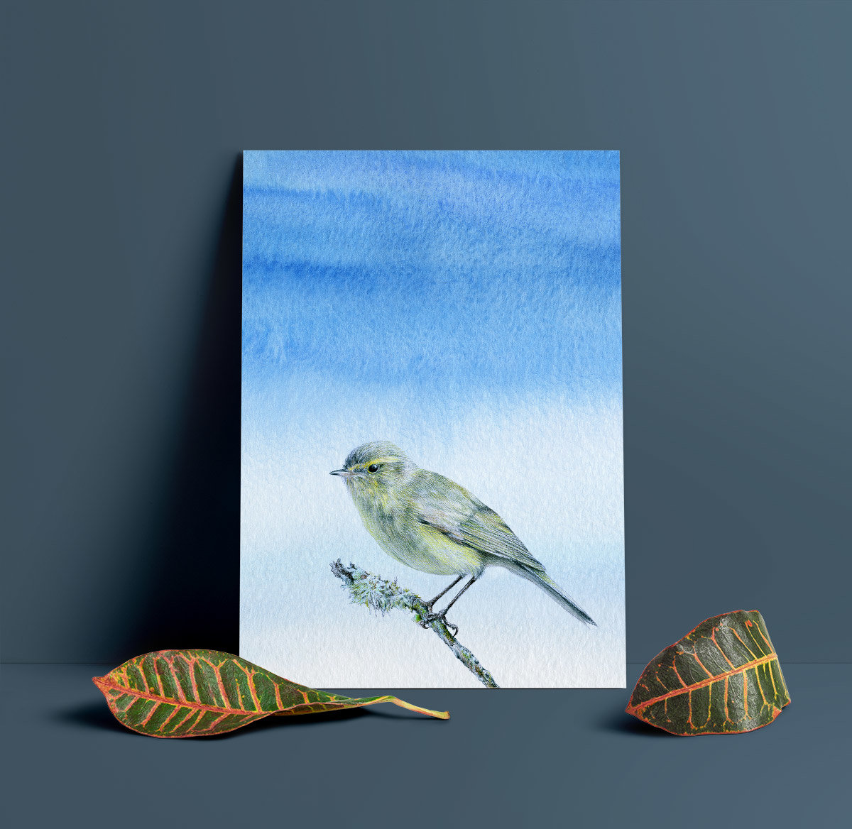Common chiffchaff – A4 Art Print