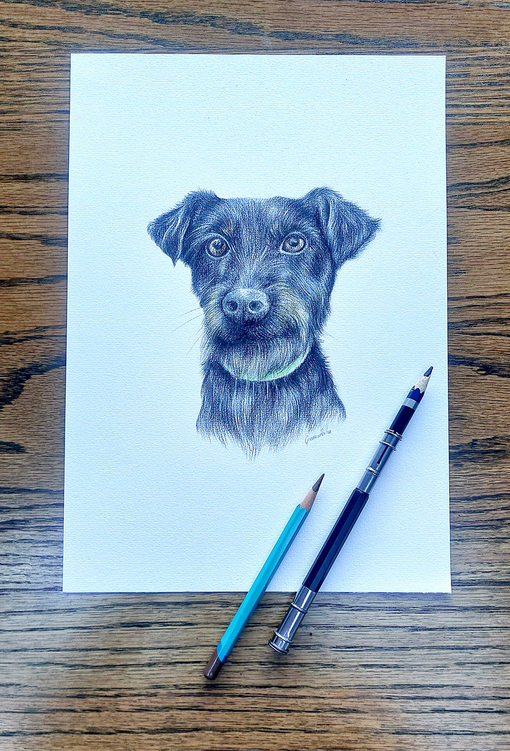 Pet portraits