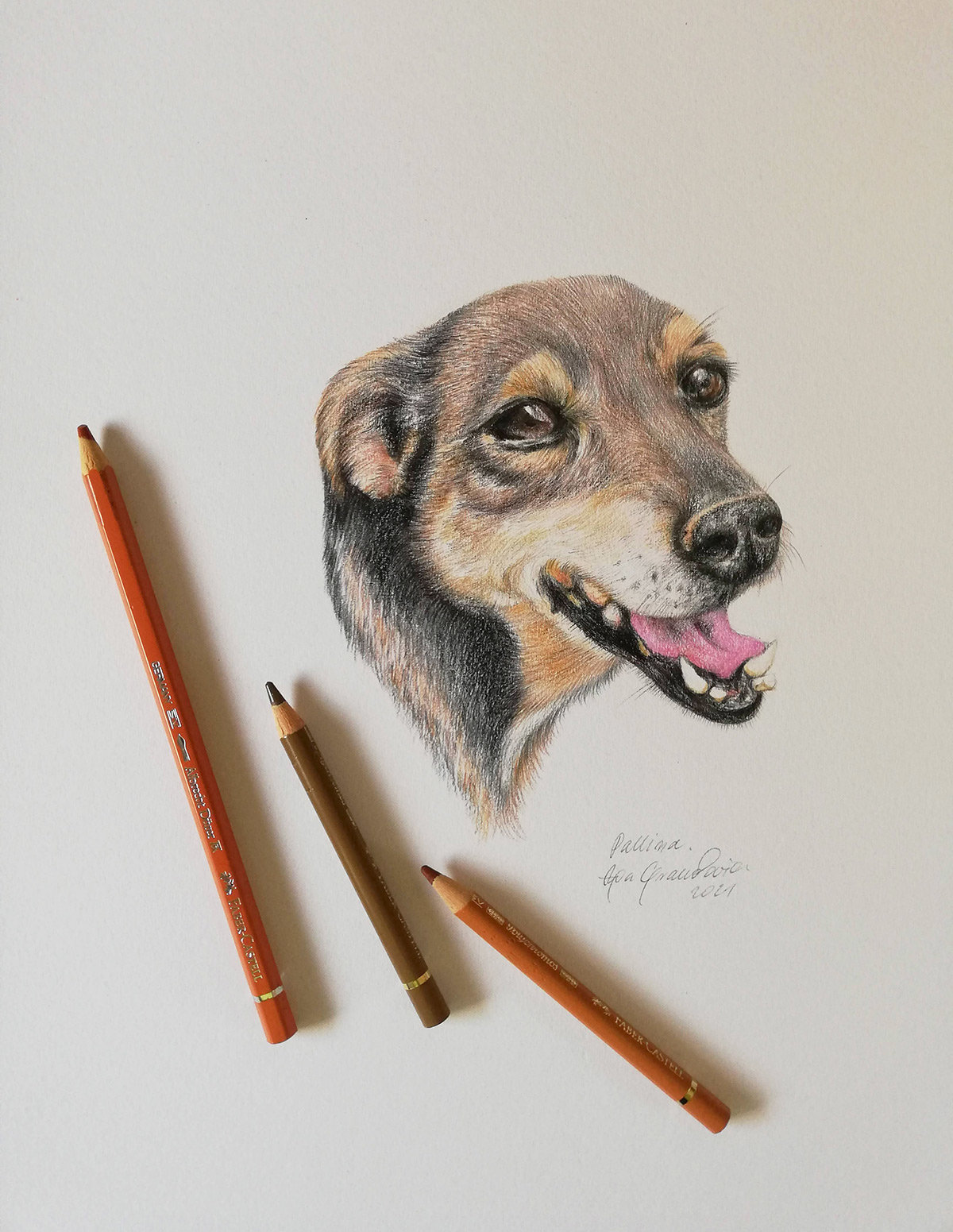 Pet portraits