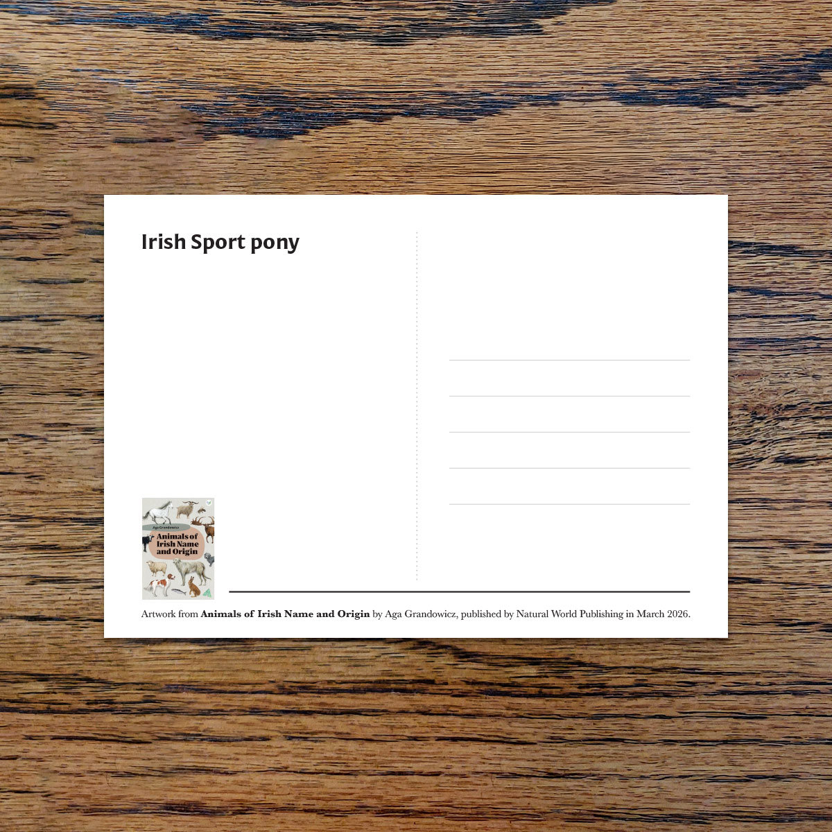 Irish Sport pony, A6 CARD