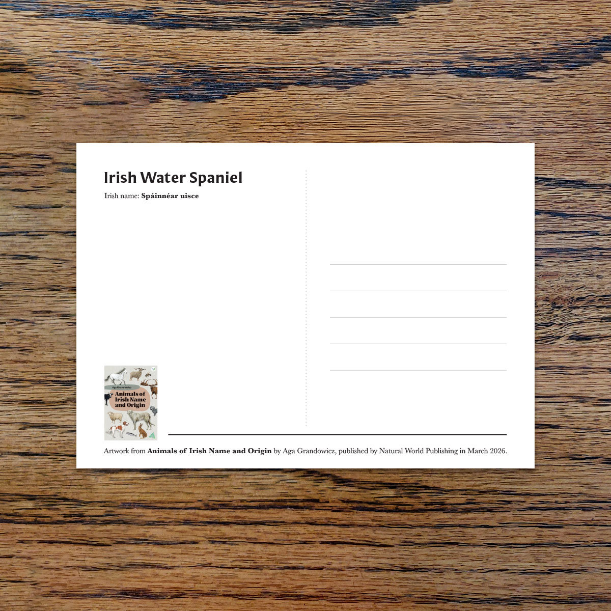 Irish Water Spaniel, A6 CARD