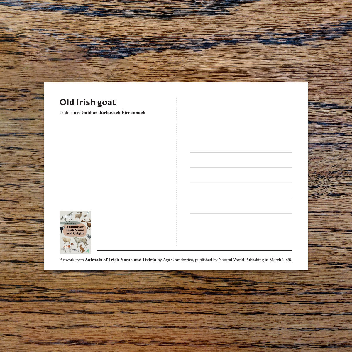 Old Irish goat, A6 CARD