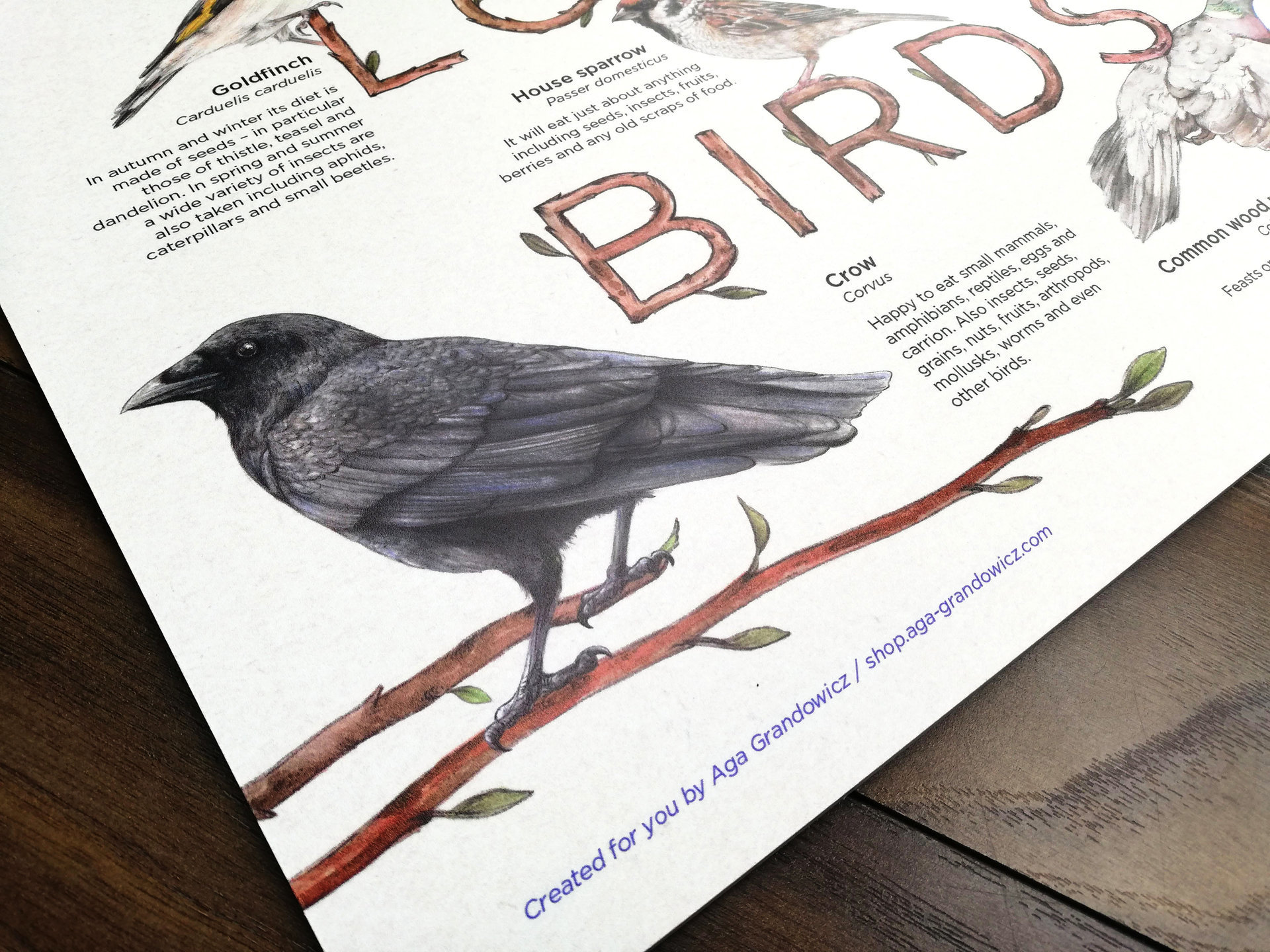 Our Local Birds – information board