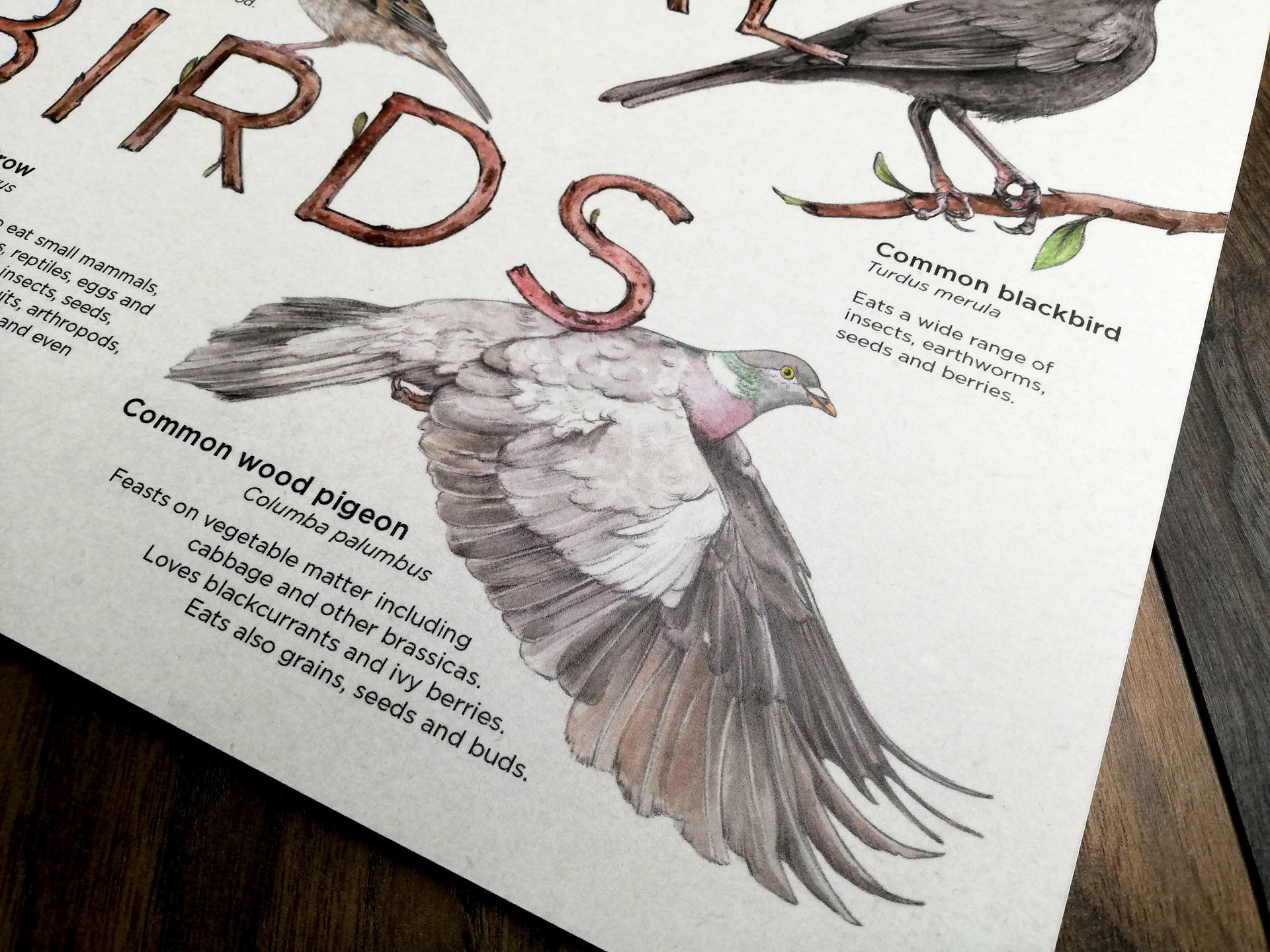 Our Local Birds – information board