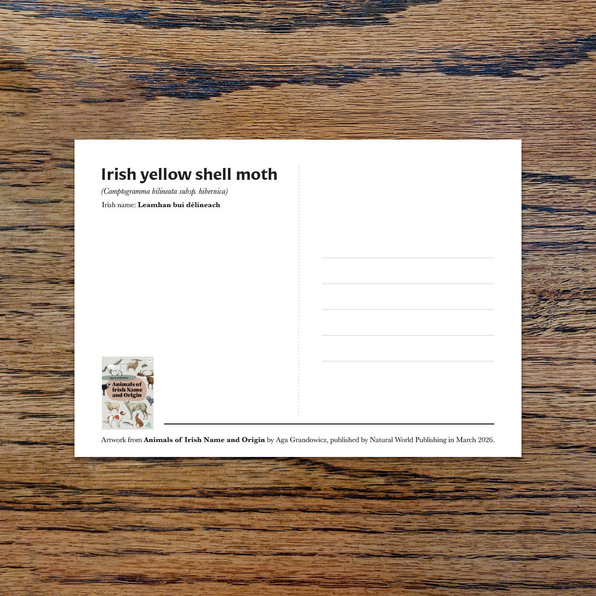 Irish yellow shell moth, A6 CARD
