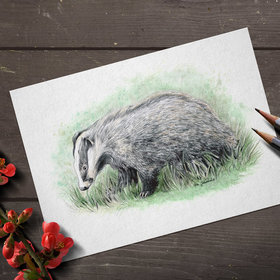 European Badger, A4 fine art prints by Aga Grandowicz