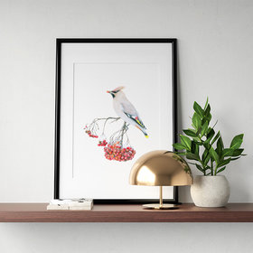 Bohemian waxwing – original colour pencil drawing by Aga Grandowicz.