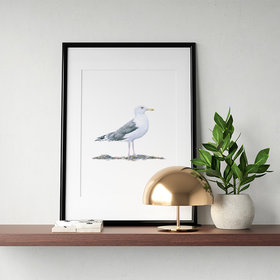 Caspian gull – original colour pencil drawing by Aga Grandowicz.