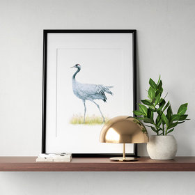 Common crane – original colour pencil drawing by Aga Grandowicz.