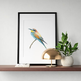 European bee eater – original colour pencil drawing by Aga Grandowicz.