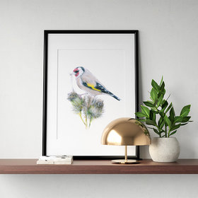 European goldfinch – original colour pencil drawing by Aga Grandowicz.