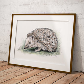 European hedgehog – original artwork by Aga Grandowicz.