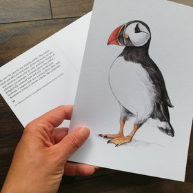 A5 CARD – Atlantic Puffin – Wildlife illustration by Aga Grandowicz