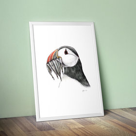 Atlantic puffin, original wildlife illustration by Aga Grandowicz.