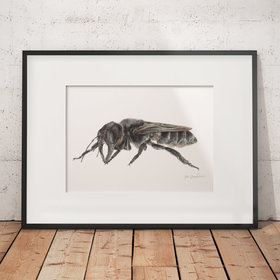Wallace's Giant Bee – an original drawing by Aga Grandowicz