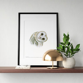 Barn own – A4 print