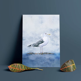 Caspian gull – A4 Art Print