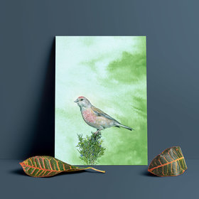 Common Linnet – A4 Art Print