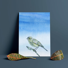 Common chiffchaff – A4 Art Print