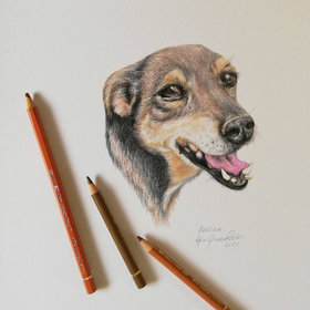 Pet portraits