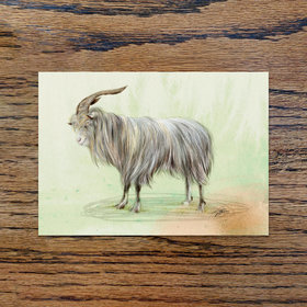 Old Irish goat, A6 CARD