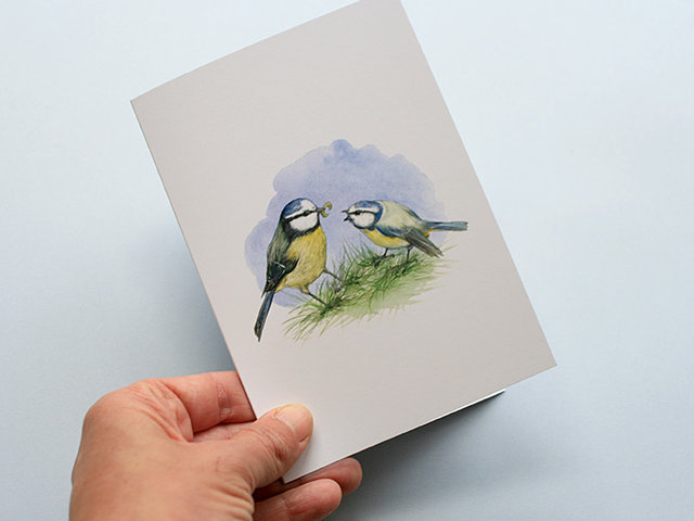 A6 CARD – feeding blue tit chick.