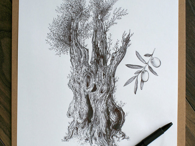 Olive tree – original artwork by Aga Grandowicz_img1.
