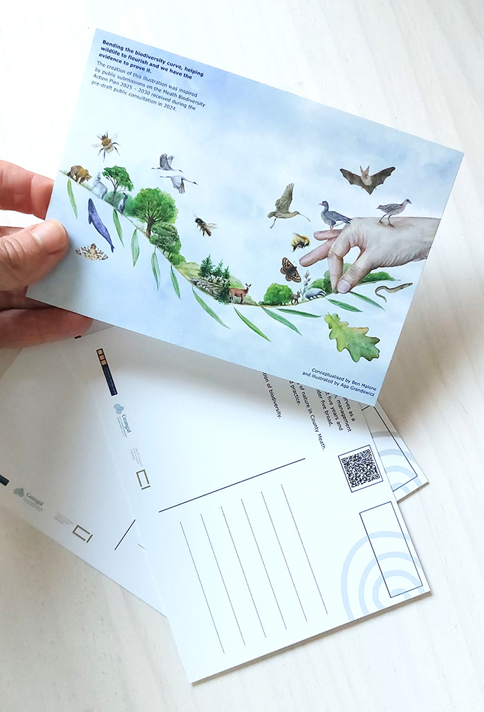 Bending the biodiversity curve, helping wildlife to flourish – illustration for Meath County Council
