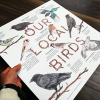 Our Local Birds – information board