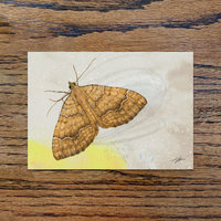 Irish yellow shell moth, A6 CARD
