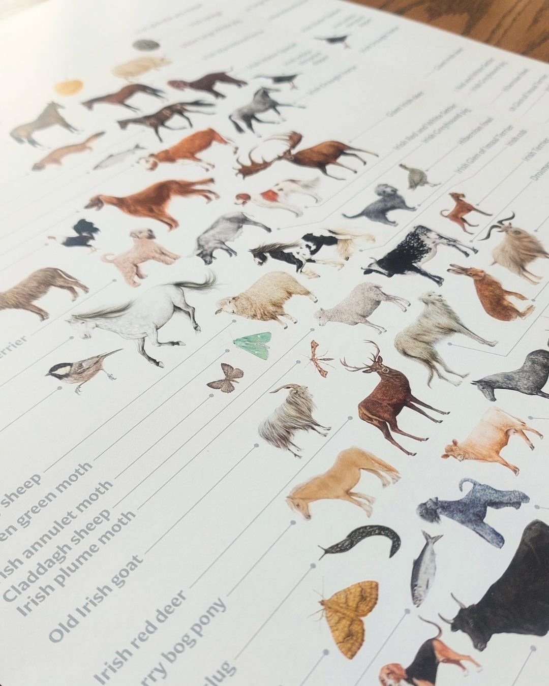 Animals of Irish Name and Origin – A3 poster