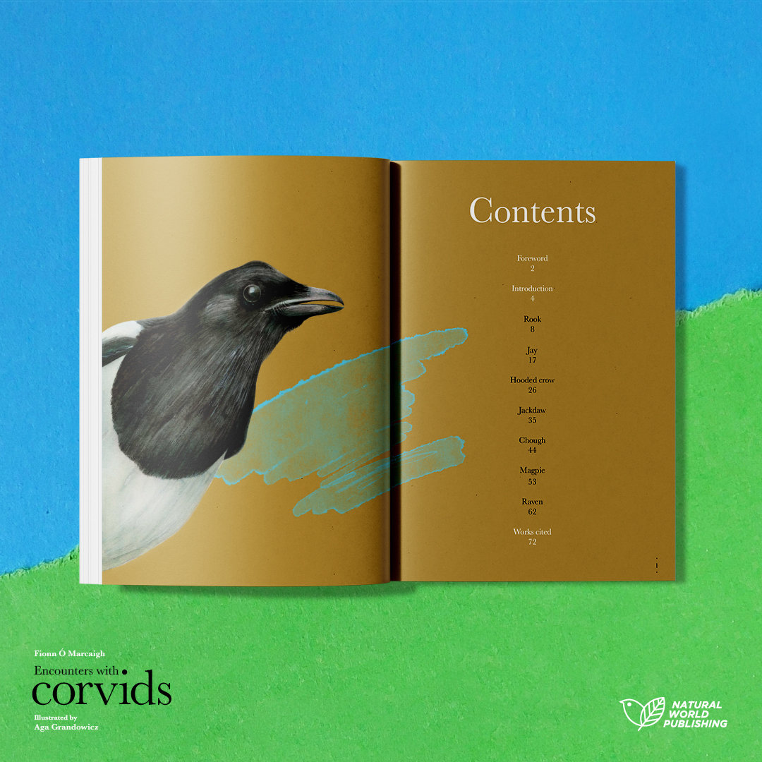 Encounters with corvids