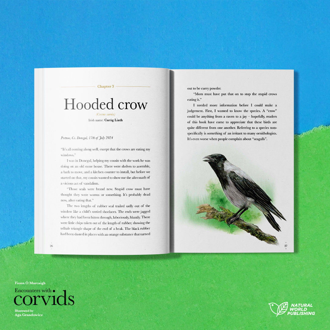 Encounters with corvids