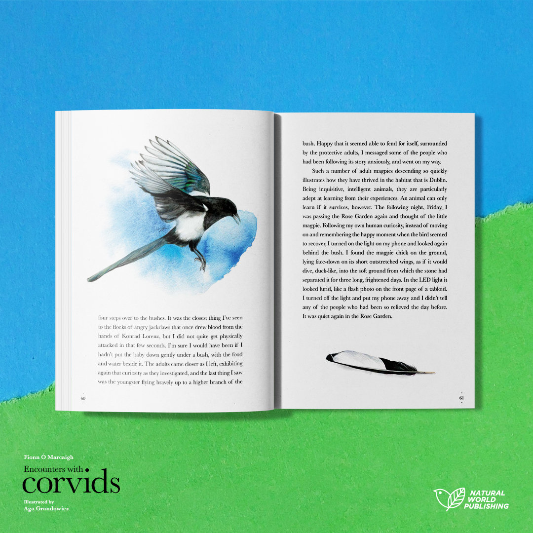 Encounters with corvids