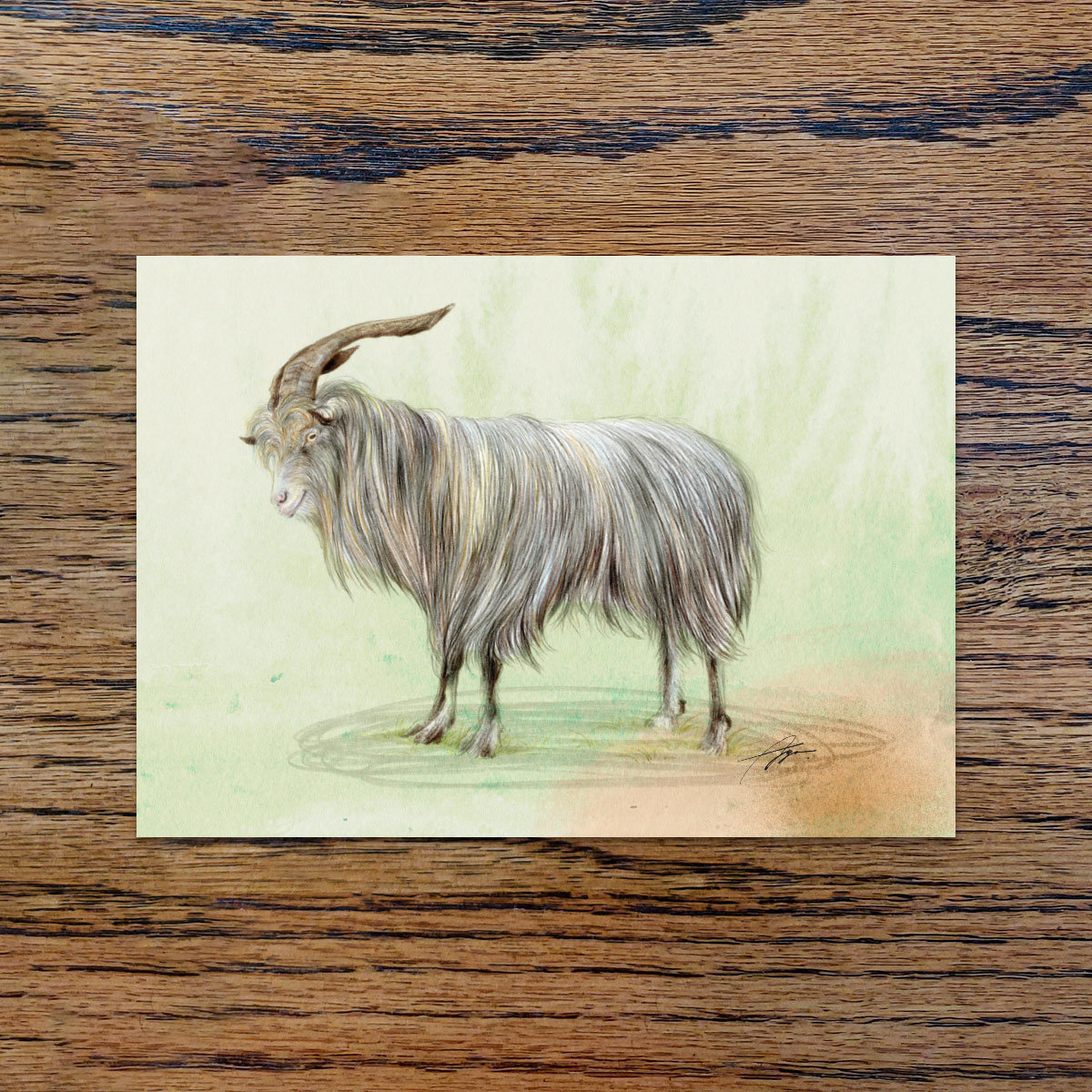 Old Irish goat, A6 CARD
