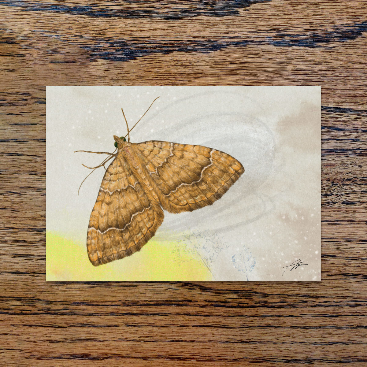 Irish yellow shell moth, A6 CARD