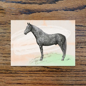 Irish Sport pony, A6 CARD